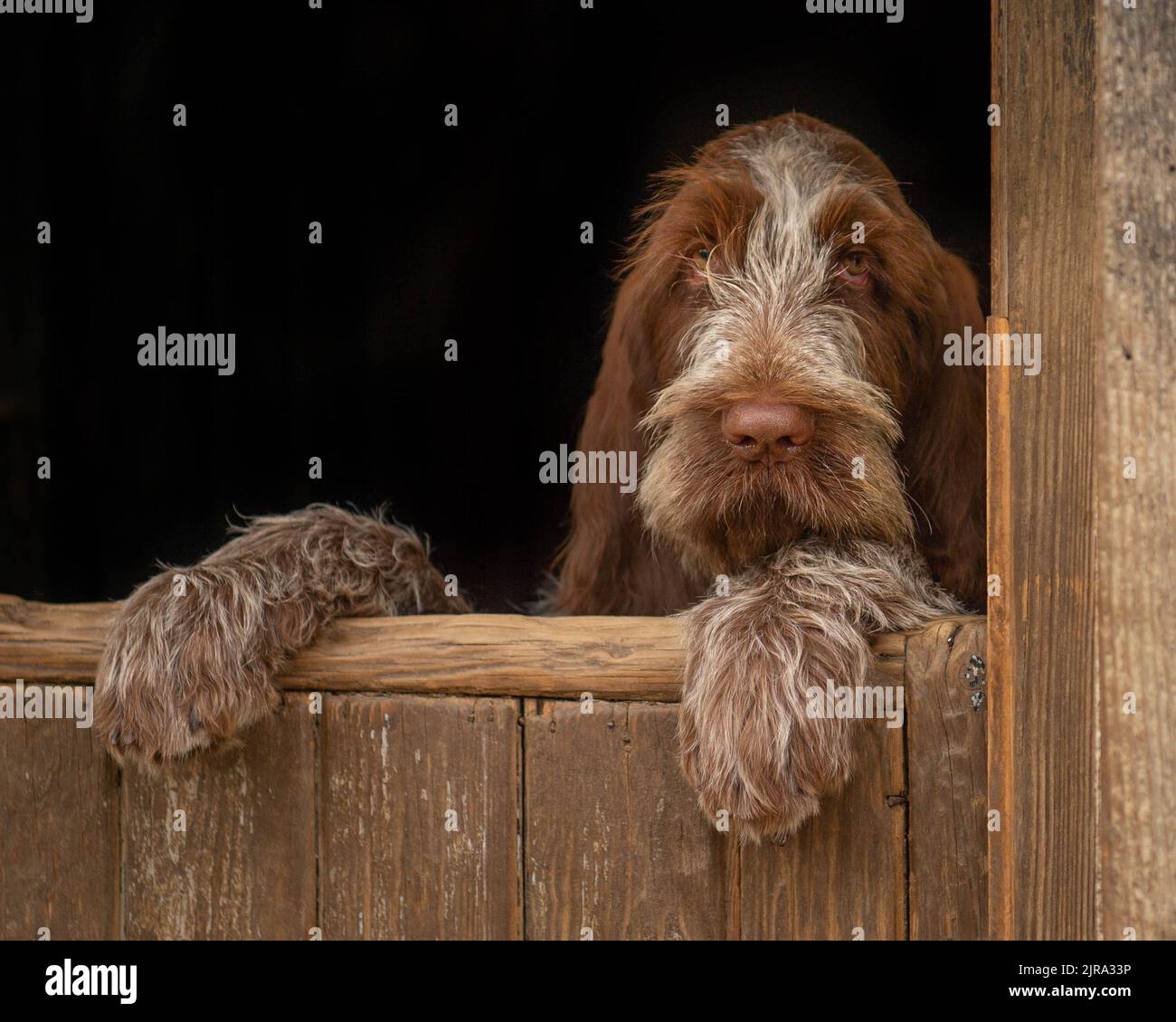 Chiot Spinone italien Banque D'Images