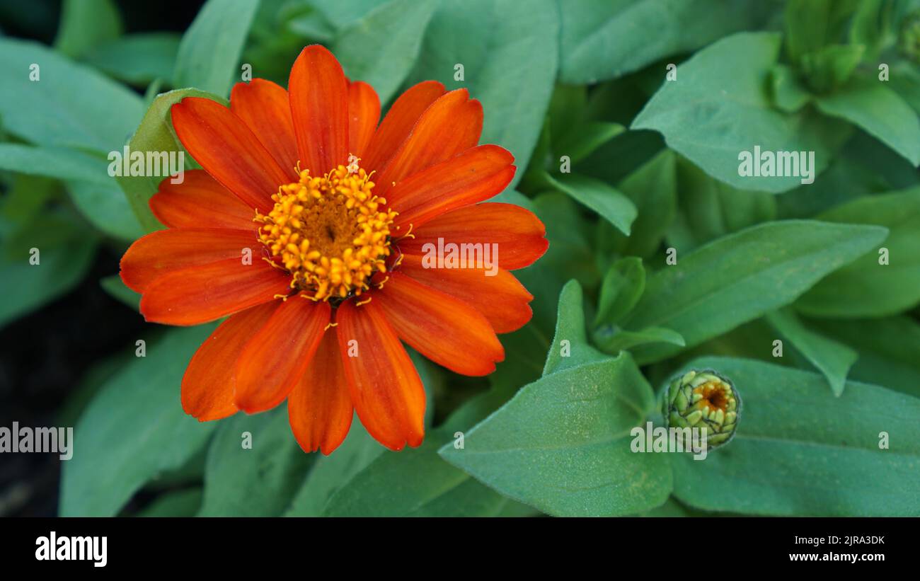 Feu Zinnia fleur en fleur dans un jardin d'été. Banque D'Images