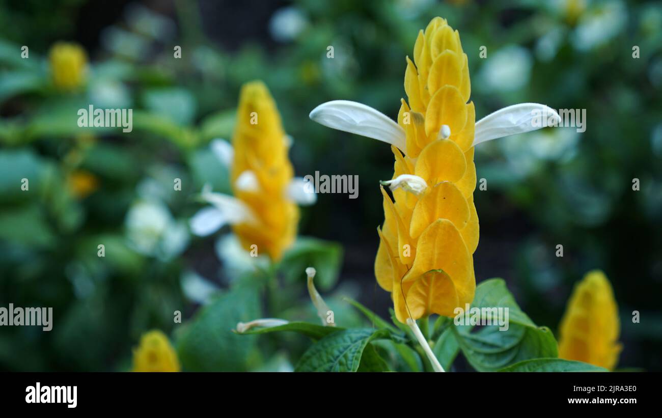Bougie dorée en fleur dans un jardin d'été. Banque D'Images