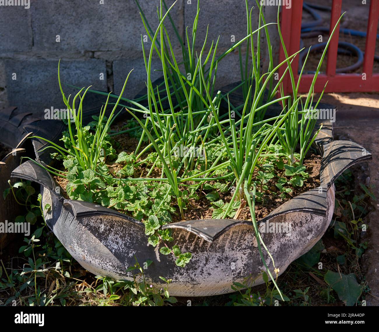 Une utilisation de greta pour les pneus en caoutchouc recyclé, utilisé pour cultiver des légumes et des herbes dans. Banque D'Images