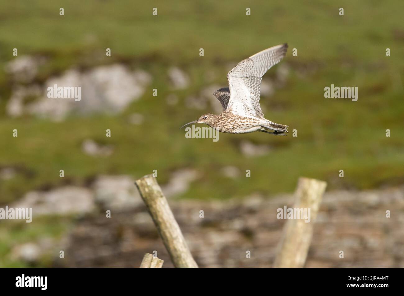 Un curlew survolant Askrigg Common, Yorkshire Dales, Richmondshire, North Yorkshire. Banque D'Images