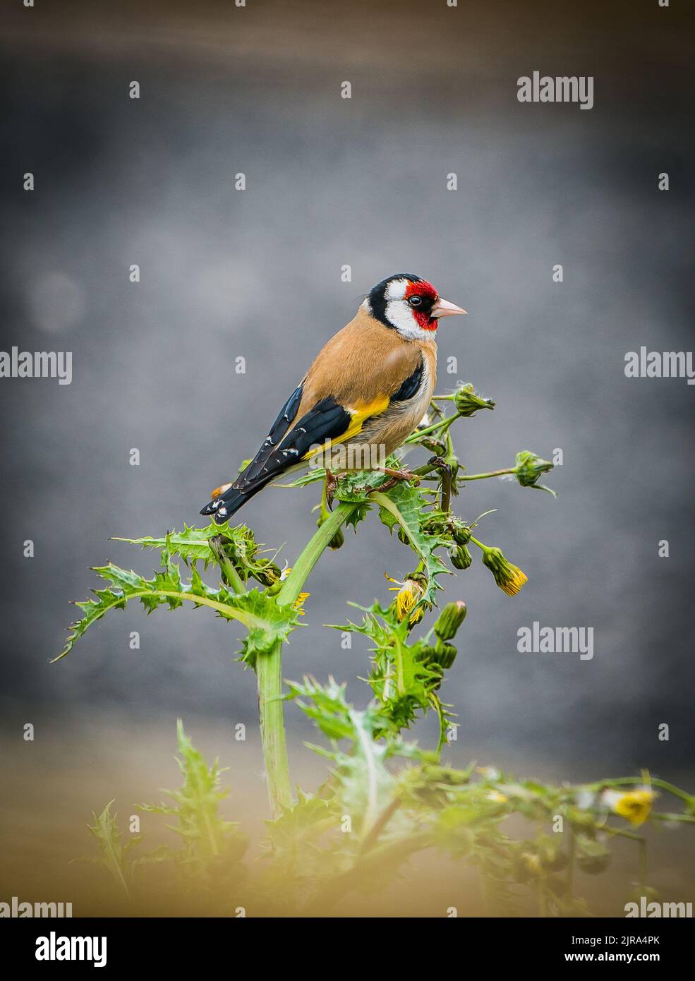 A Goldfinch on a Thistle, Arnside, Milnthorpe, Cumbria, Royaume-Uni Banque D'Images