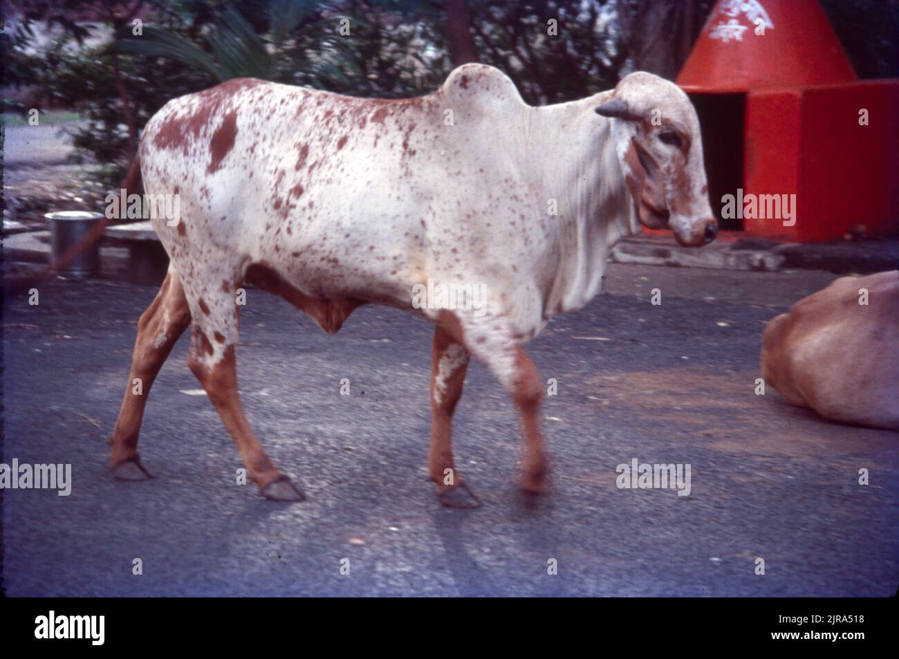 Vache près d'un temple à Mumbai, Inde. Banque D'Images