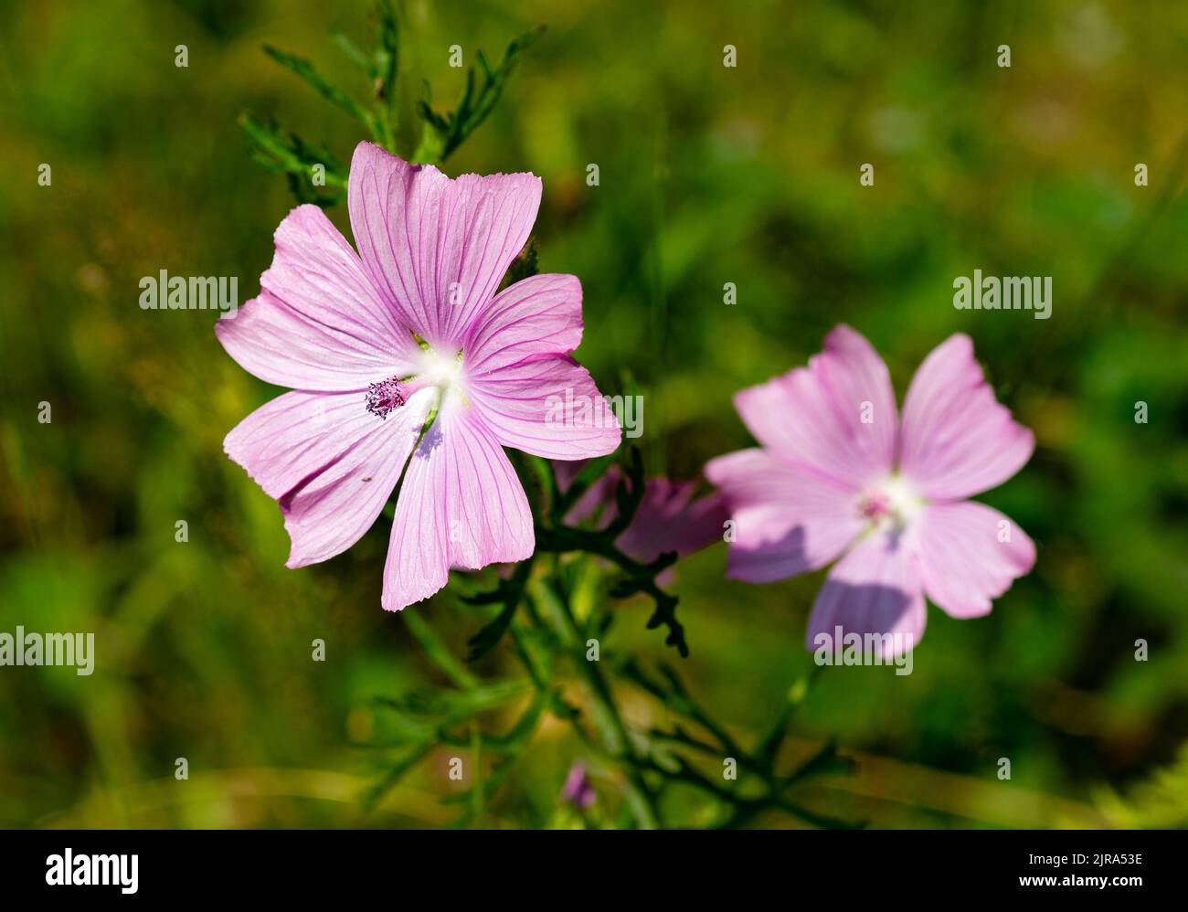 Musk Mallow, Arnside, Milnthorpe, Cumbria, Royaume-Uni Banque D'Images
