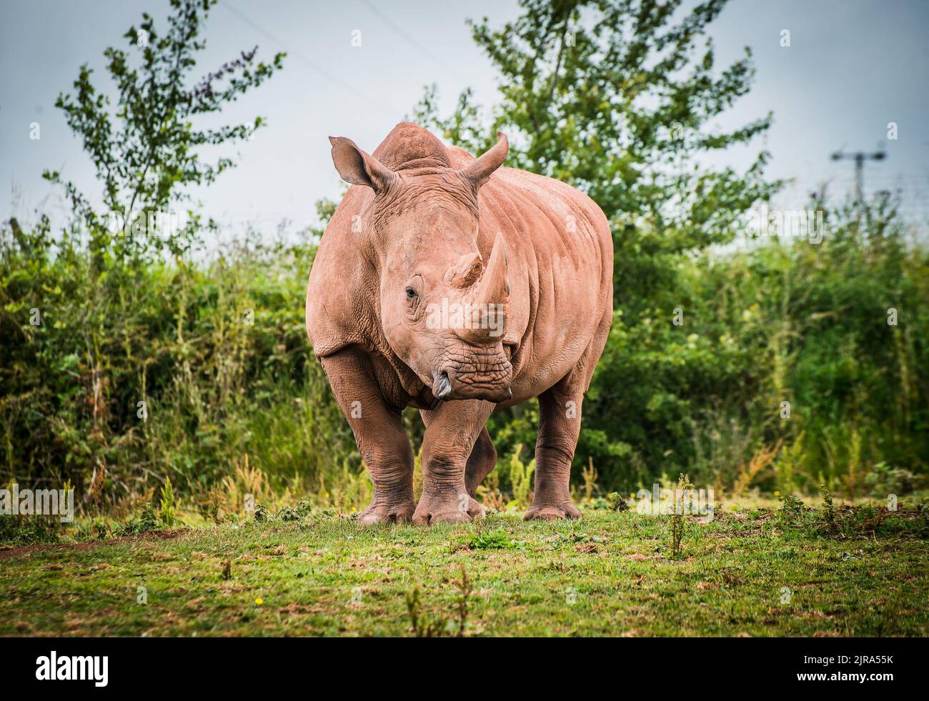 Rhinocéros blancs du sud au Safari Zoo, Cumbria, Royaume-Uni Banque D'Images