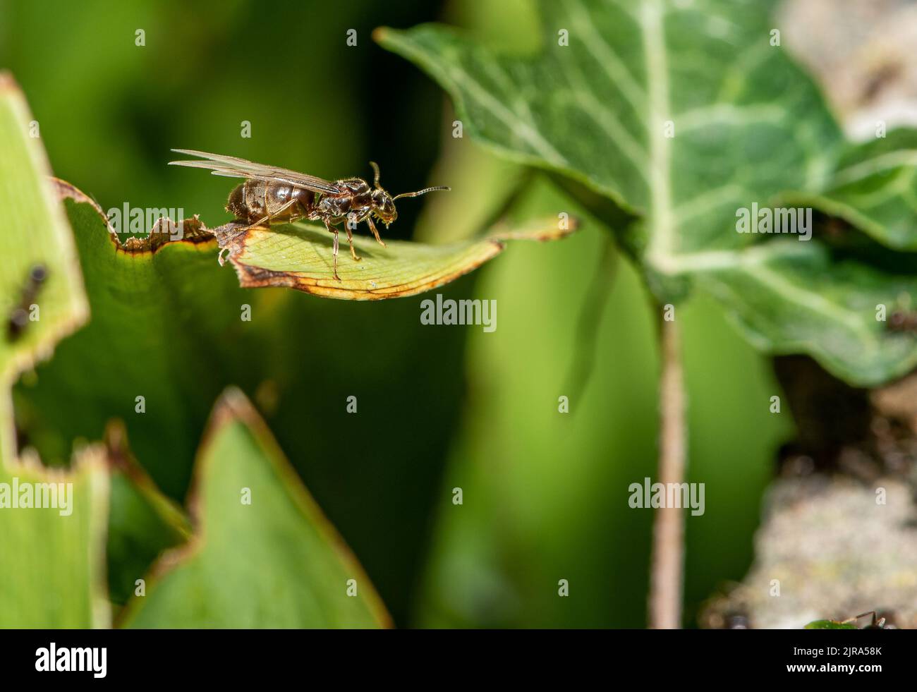 Un fourmi volant dans un jardin, Chipping, Preston, Lancashire, Royaume-Uni Banque D'Images