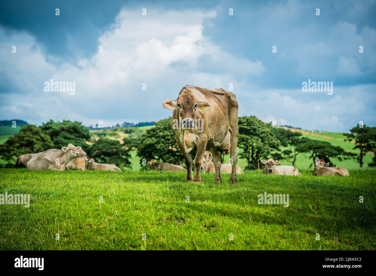 Vaches suisses brunes Whitewell, Clitheroe, Lancashire, Royaume-Uni. Banque D'Images