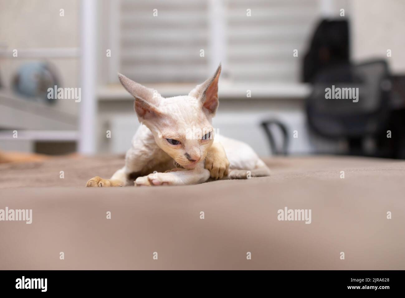 Little Devon Rex chaton joue sur le canapé Banque D'Images