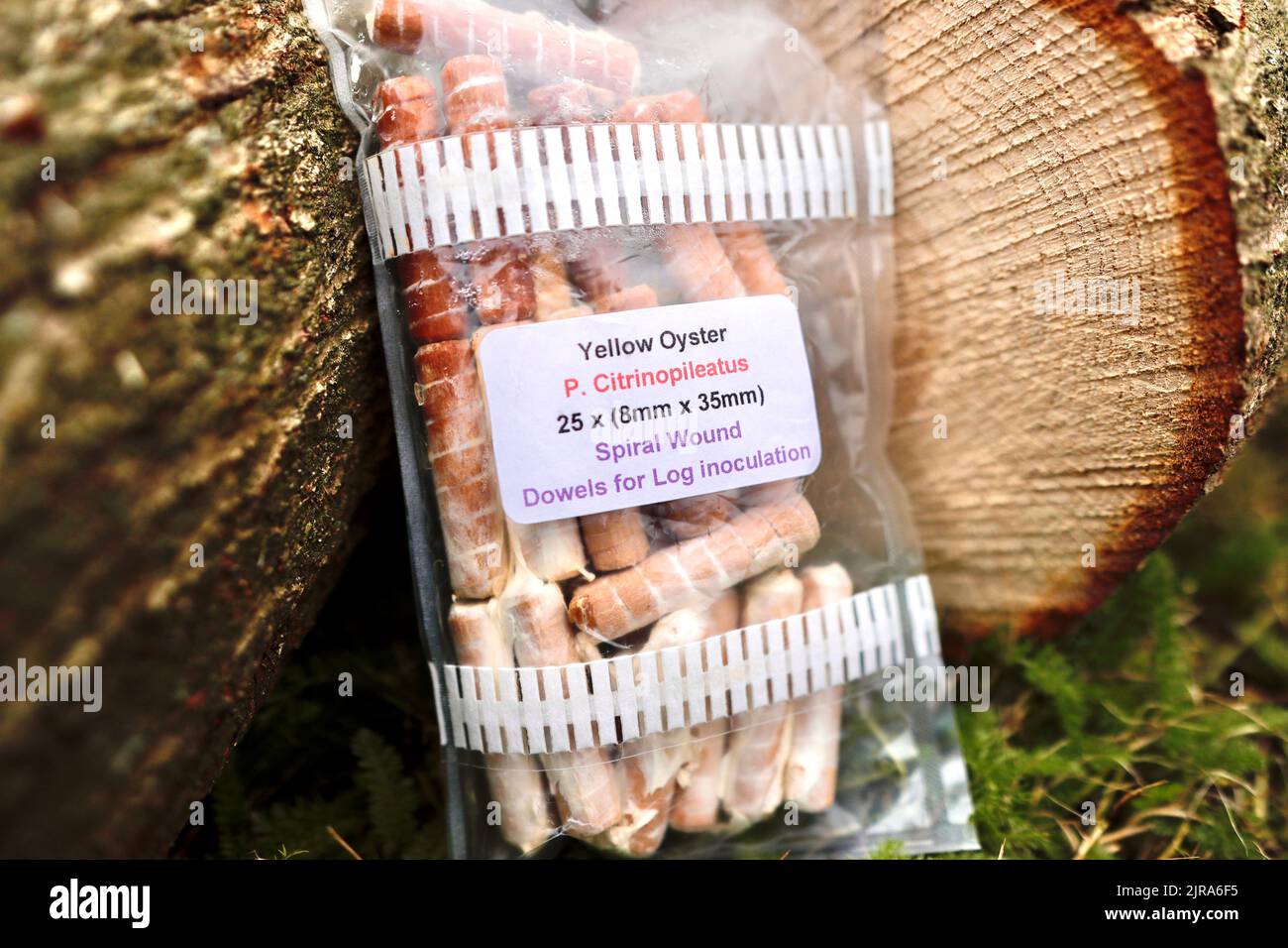 Grumes de chêne fraîchement coupées, prêtes à être inoculées par des chevilles immergées dans des champignons jaunes, Pleurotus citrinopileatus Banque D'Images