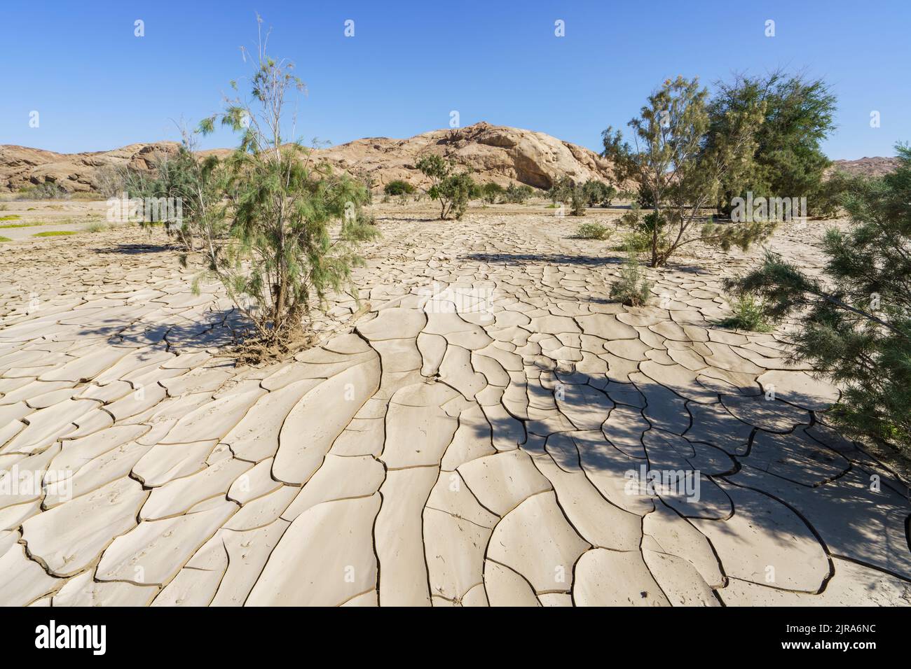 Image symbolique, espoir, environnement, changement climatique, les plantes vertes poussent dans des modèles de lit de rivière sec. Rivière Swakop, Namibie, Afrique Banque D'Images