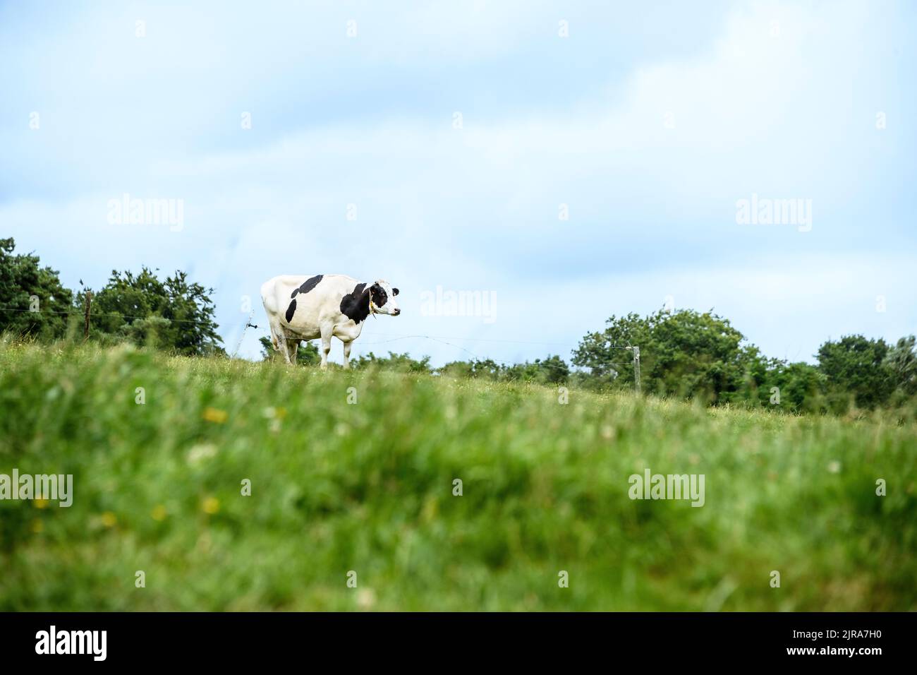 prime à la vache dans le pré Banque D'Images