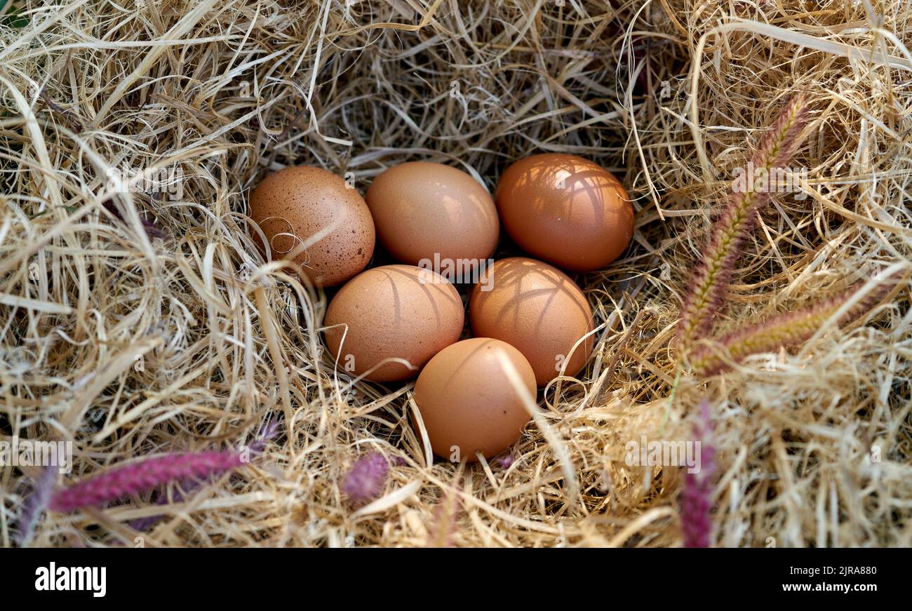 Œufs frais de la gamme libre dans un nid de poules. Banque D'Images