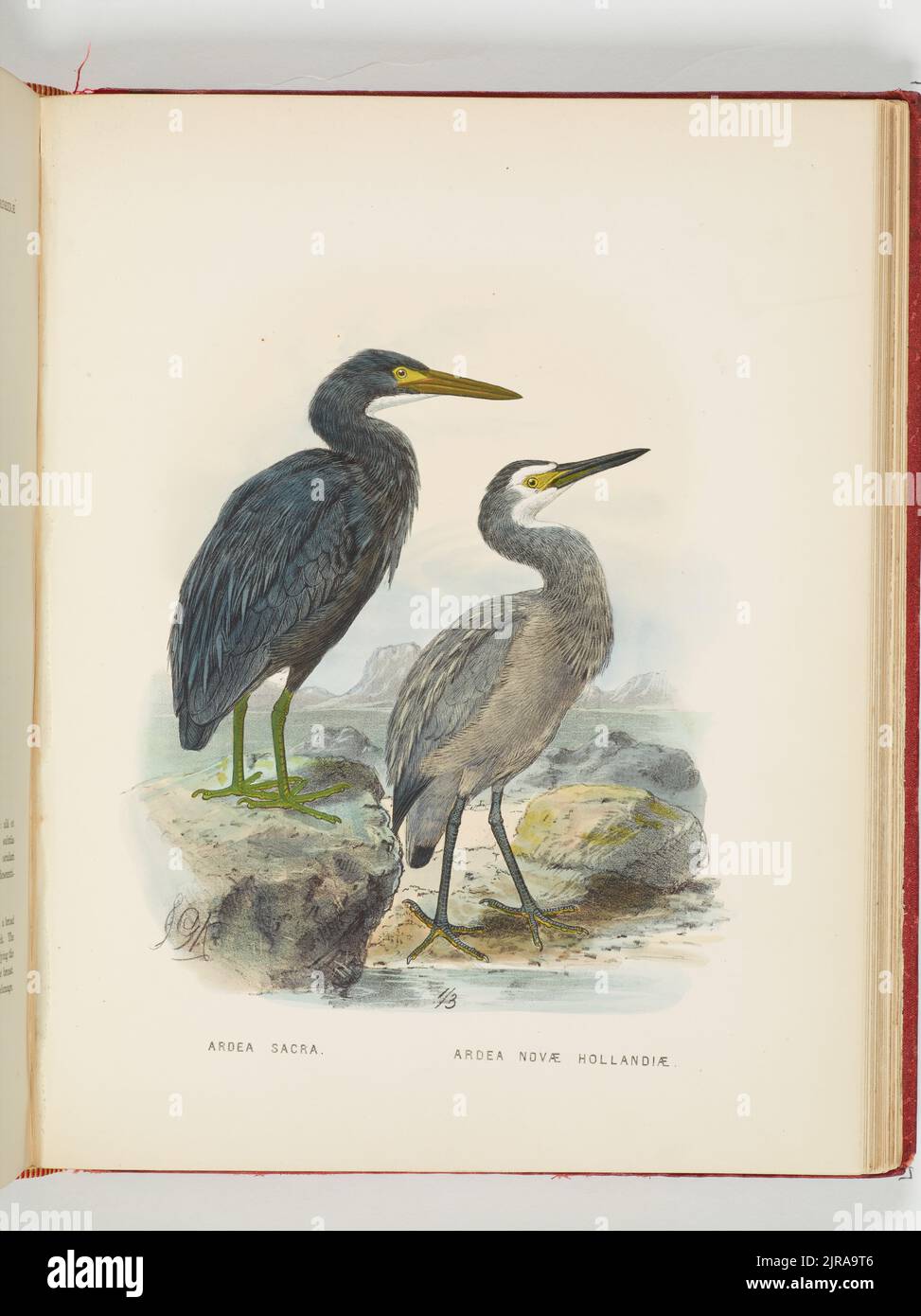 Ardea sacra et Ardea hollandiae. Assiette 25 du livre A History of the Birds of New Zealand., 1873, par Johannes Keulemans. Banque D'Images