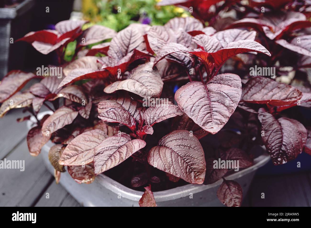 Épinard rouge feuilles fraîches d'Amaranth croissant en pot, foyer sélectif Banque D'Images