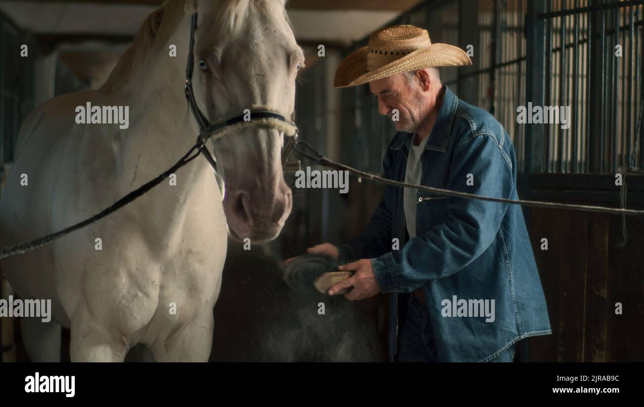 Homme âgé en chapeau et veste en denim éliminant la saleté du manteau de cheval albinos dans l'allée de la grange près des étals dans la journée à la ferme Banque D'Images