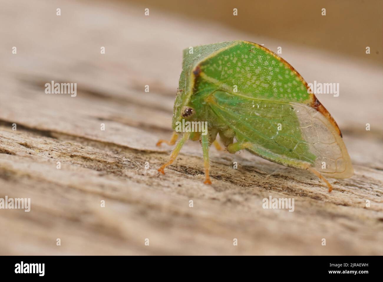 Gros plan détaillé sur une cicadelle de buffles méditerranéens colorés vert Stiptocephala bisonia assis sur le bois Banque D'Images