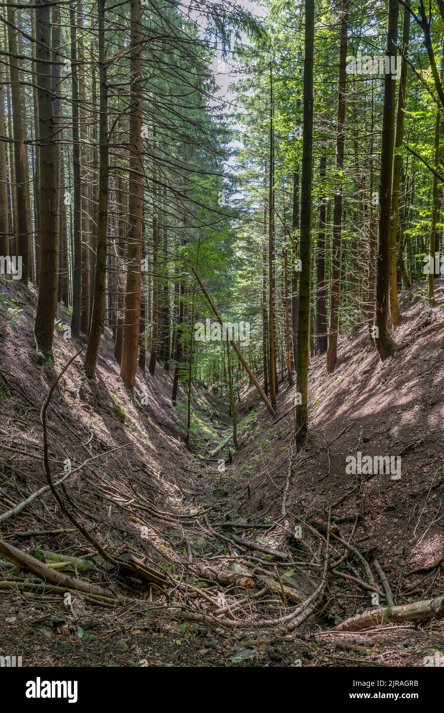 Le lit d'un ruisseau est complètement sec et couvert de branches sèches, réserve naturelle Acquerino Cantagallo, Italie Banque D'Images