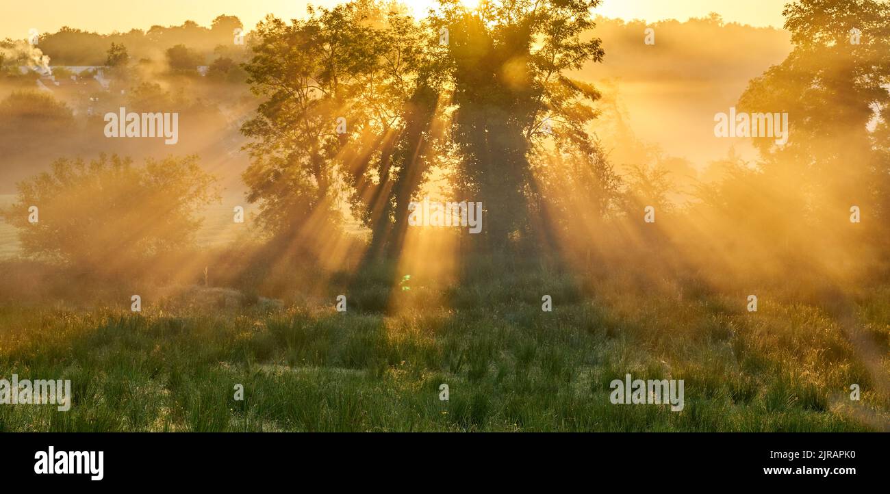 Un lever de soleil magique à travers un arbre le matin brumeux en Irlande. Banque D'Images