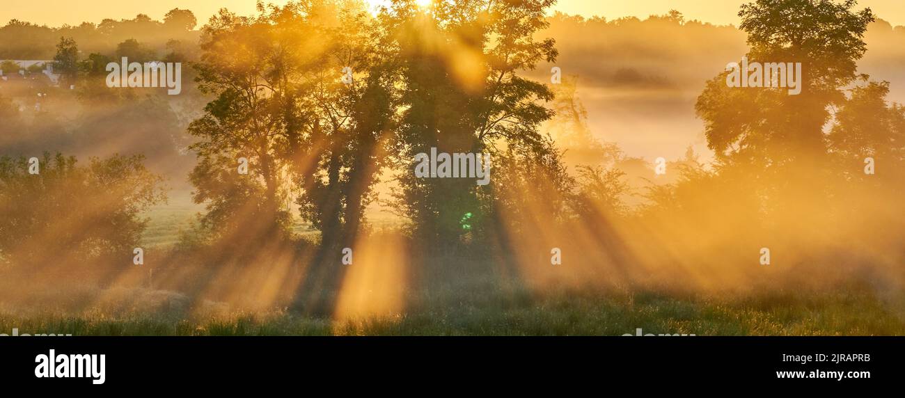 Un lever de soleil magique à travers un arbre le matin brumeux en Irlande. Banque D'Images