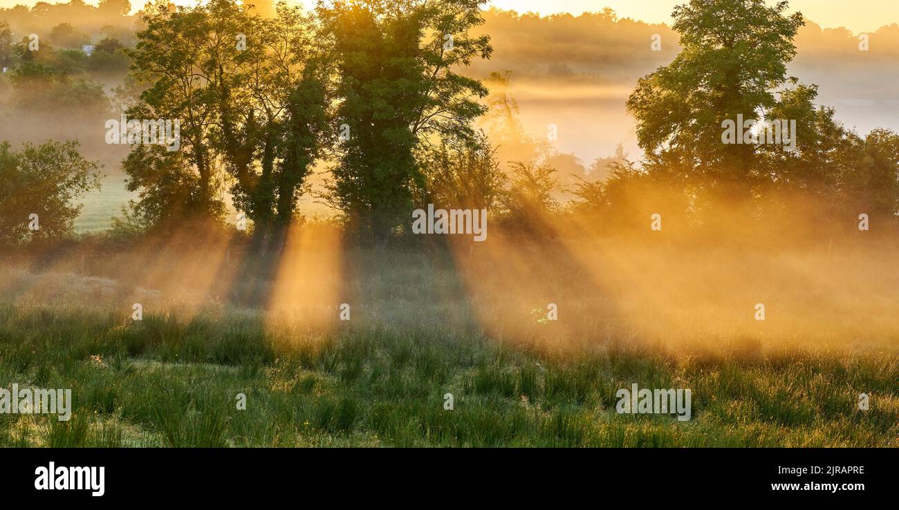 Un lever de soleil magique à travers un arbre le matin brumeux en Irlande. Banque D'Images