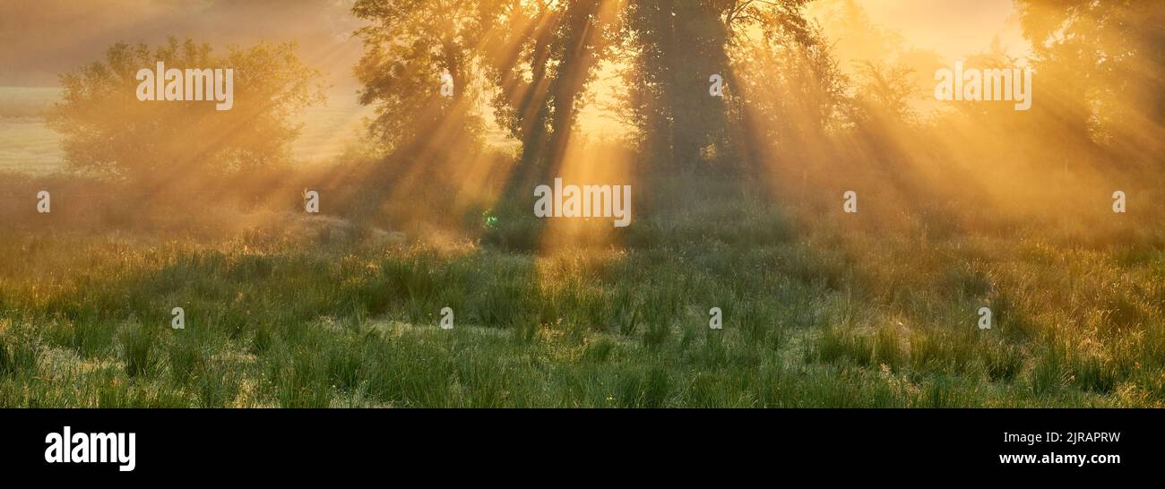 Un lever de soleil magique à travers un arbre le matin brumeux en Irlande. Banque D'Images