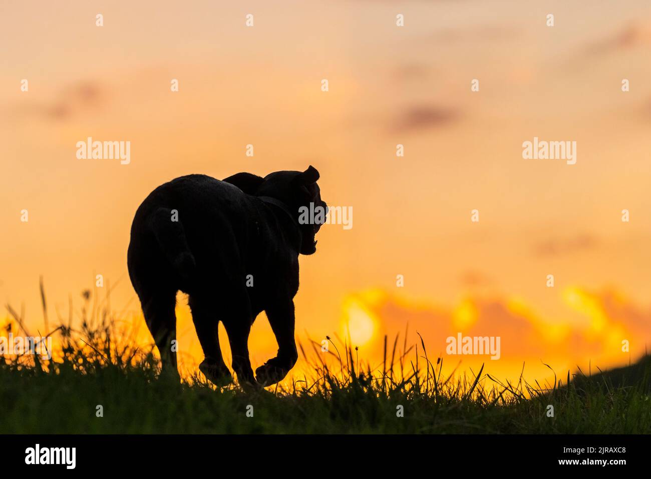Silhouette du Labrador Retriever en train de courir sur l'herbe au coucher du soleil Banque D'Images