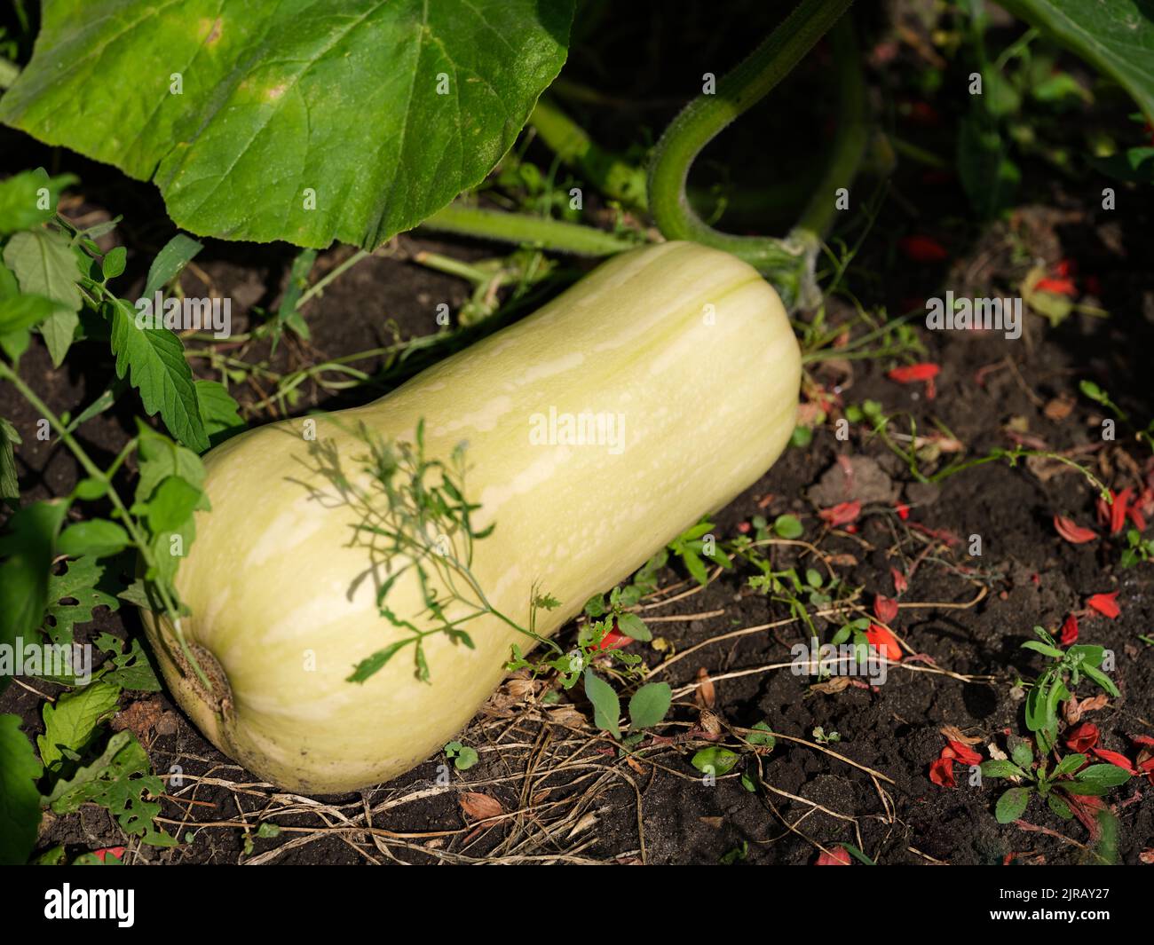 Une citrouille musquée (Cucurbita moschata) qui pousse dans le jardin. Gros plan Banque D'Images