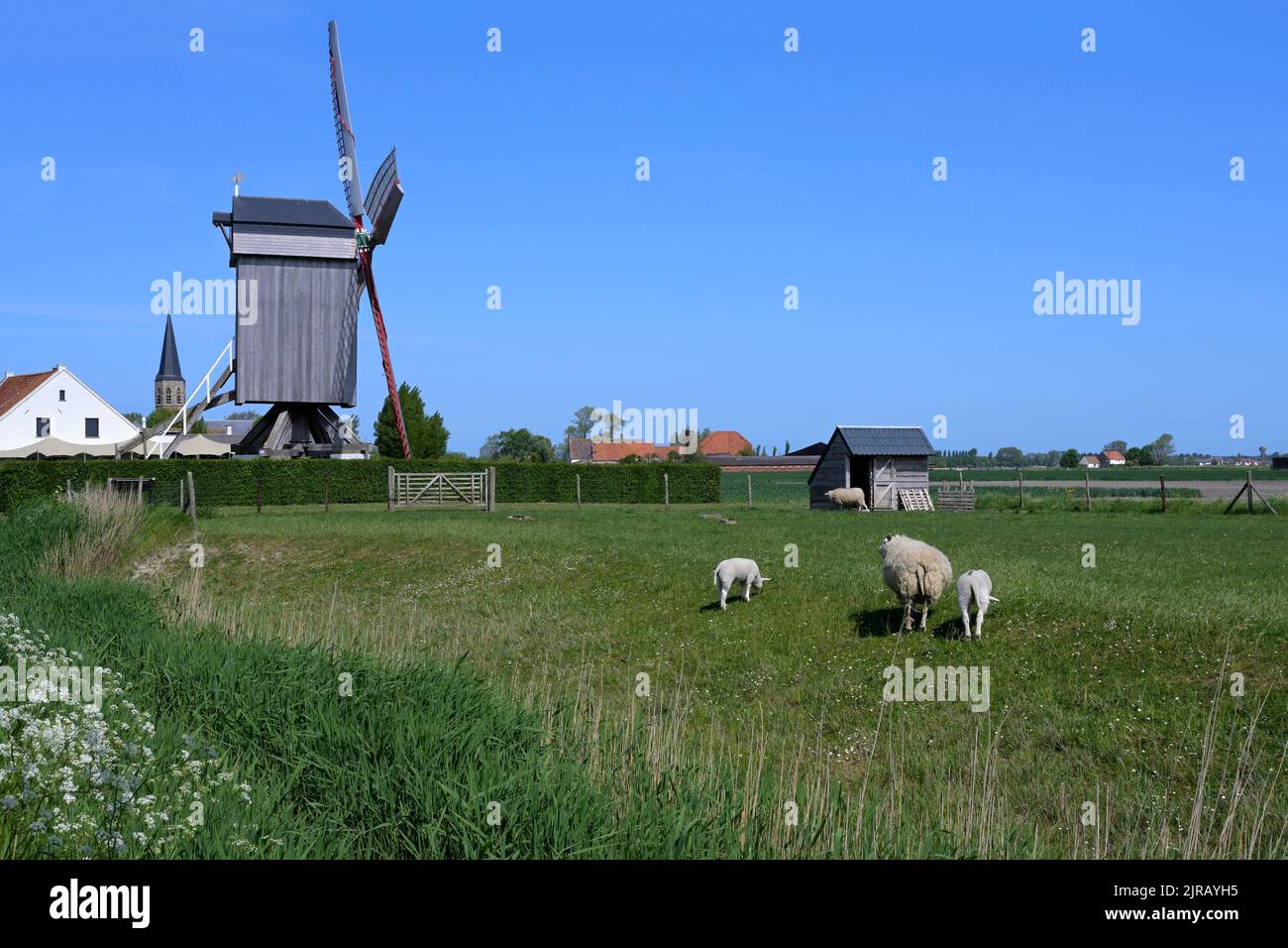 Moutons paissant dans le polder devant le moulin à vent Geersmolen, Klemskerke, Ostende, Belgique Banque D'Images