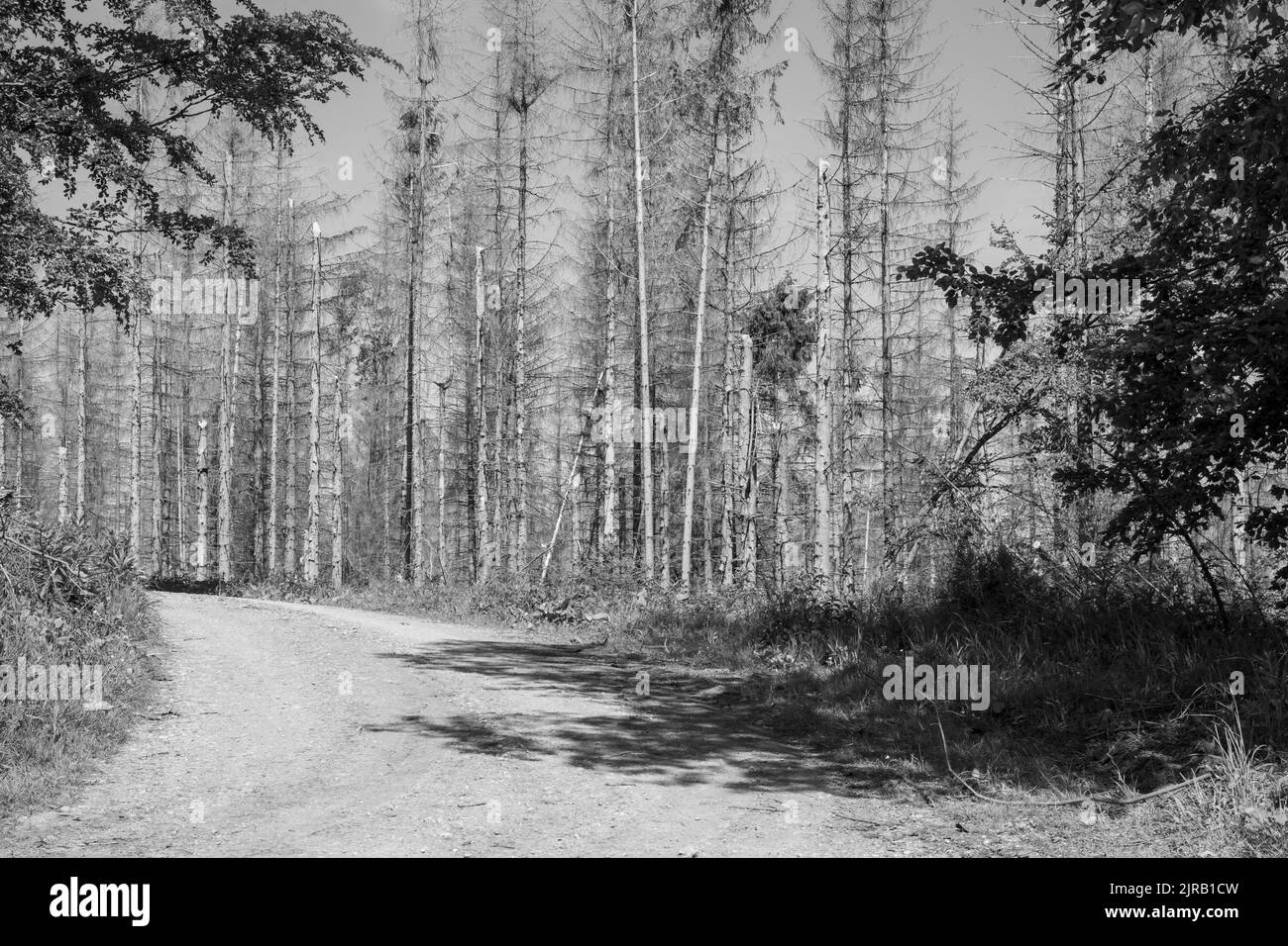 Un cliché noir et blanc d'une forêt d'épinette détruite par le coléoptère et la tempête Banque D'Images