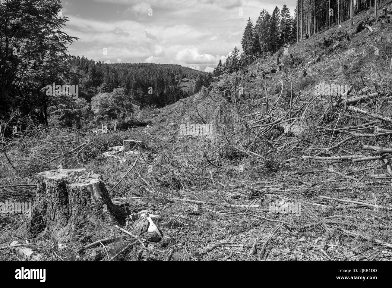 Un cliché noir et blanc d'une forêt d'épinette détruite par le coléoptère et la tempête Banque D'Images