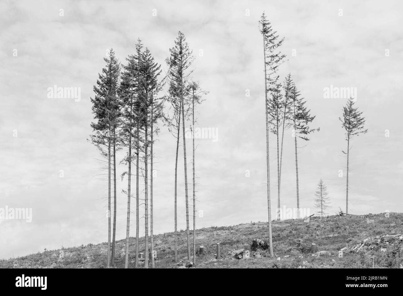 Un cliché noir et blanc d'une forêt d'épinette détruite par le coléoptère et la tempête Banque D'Images