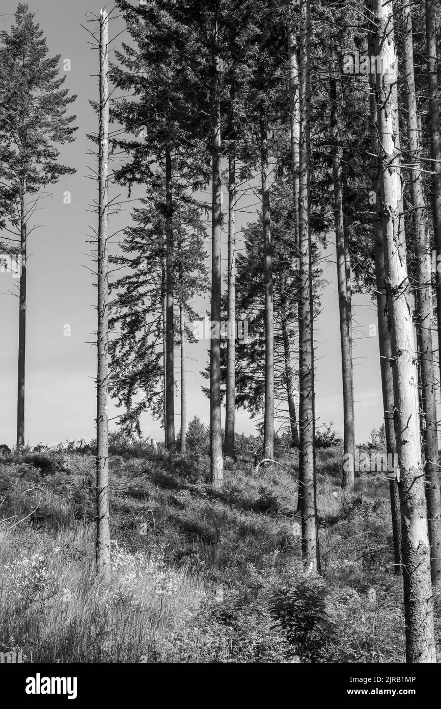 Un cliché vertical noir et blanc d'une forêt d'épinette détruite par le coléoptère et la tempête Banque D'Images