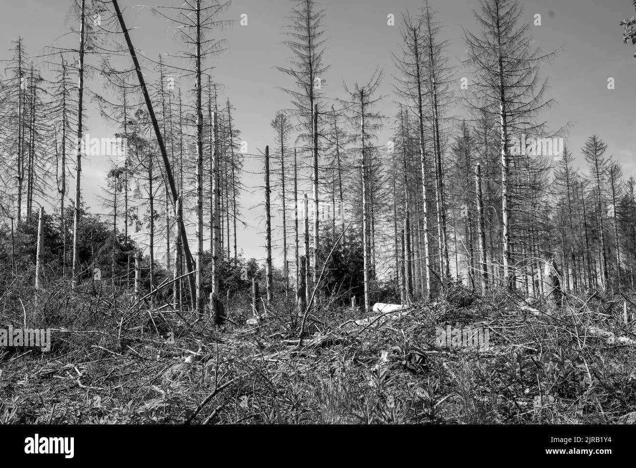 Un cliché noir et blanc d'une forêt d'épinette détruite par le coléoptère et la tempête Banque D'Images