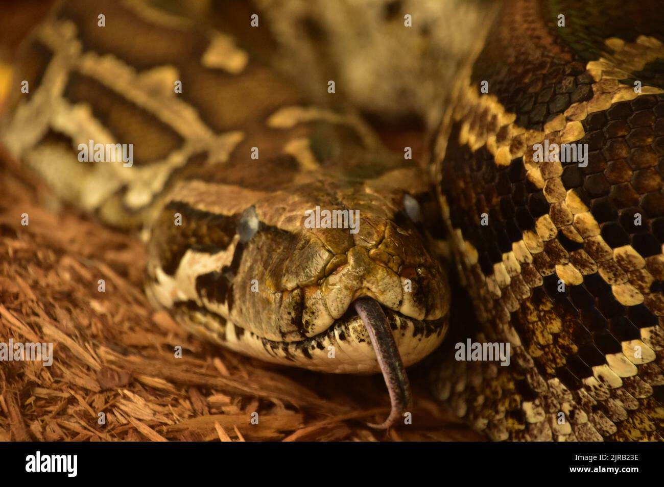 Le serpent python birman s'est enroulé en collant une langue en fourche ...