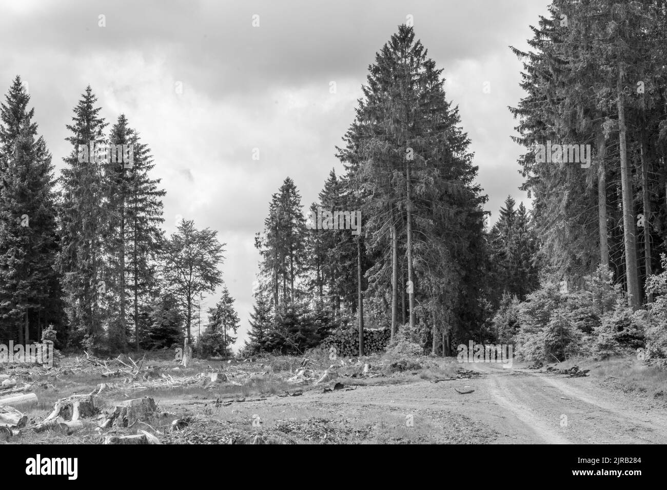 Un cliché noir et blanc d'une forêt d'épinette détruite par le coléoptère et la tempête Banque D'Images