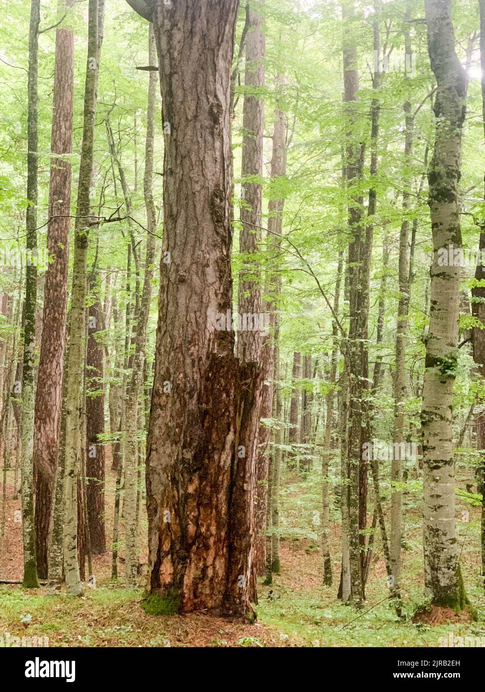 Réserve forestière de Crna poda. Vieux Pinus nigra dans le canyon de la rivière Tara, au Monténégro. Pins jusqu'à 400 ans, photo prise après de fortes pluies Banque D'Images