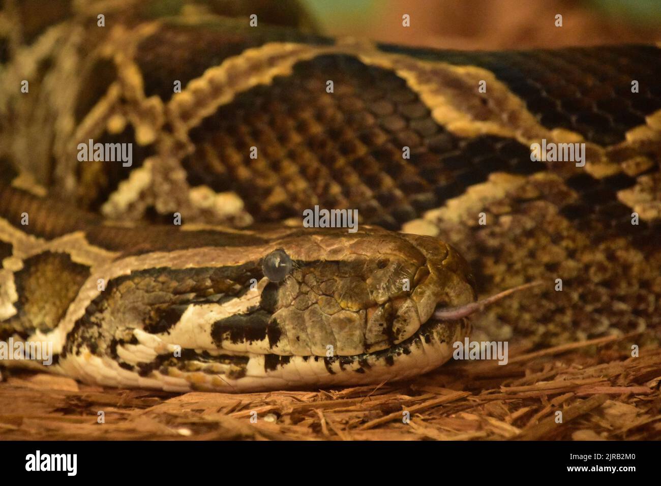 Gros plan avec un serpent python birman qui colle de sa langue. Banque D'Images