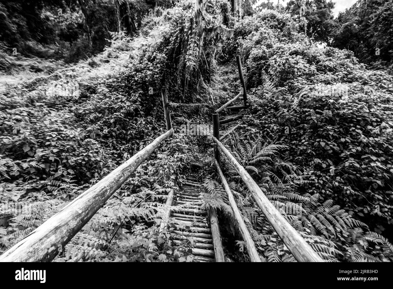 Un demi-surcultivé, en bois, escalier, en noir et blanc, grimpant à travers l'épaisse sous-croissance de la forêt Banque D'Images