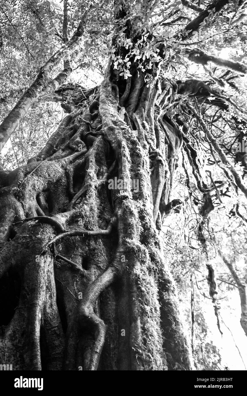 Une grande, majestueuse, Forest Sterneler Fig, Ficus craterostoma, en noir et blanc, dans la forêt subtropicale de Magoebaskloof, Afrique du Sud. Banque D'Images