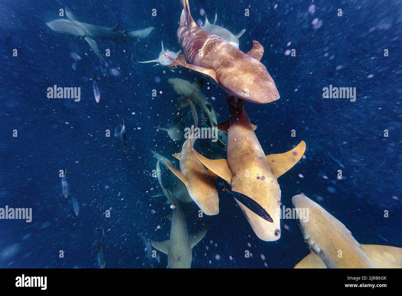 Les requins nourrices nageant en mer Banque D'Images