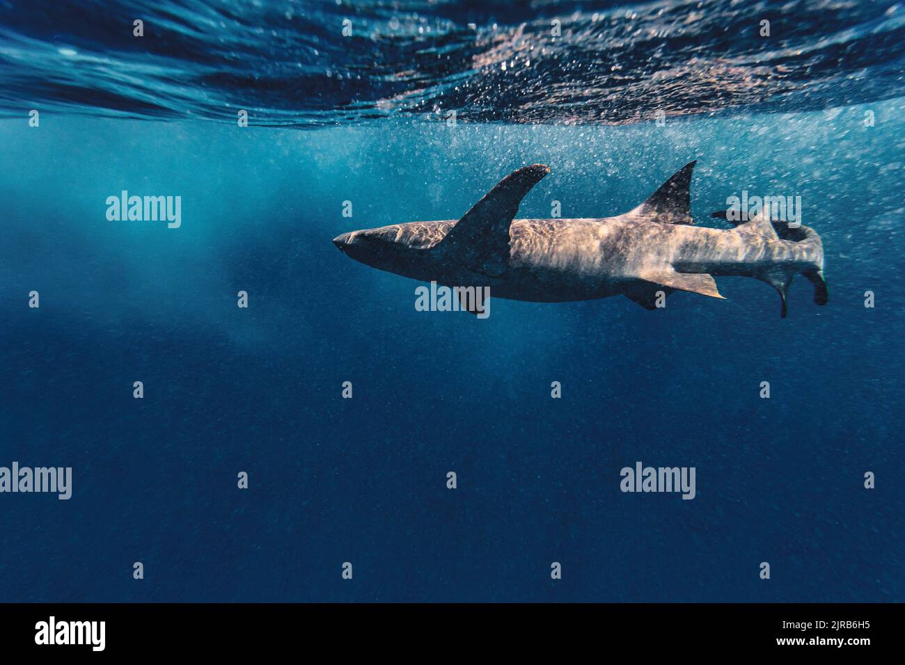 L'infirmière grise nage le requin en mer Banque D'Images