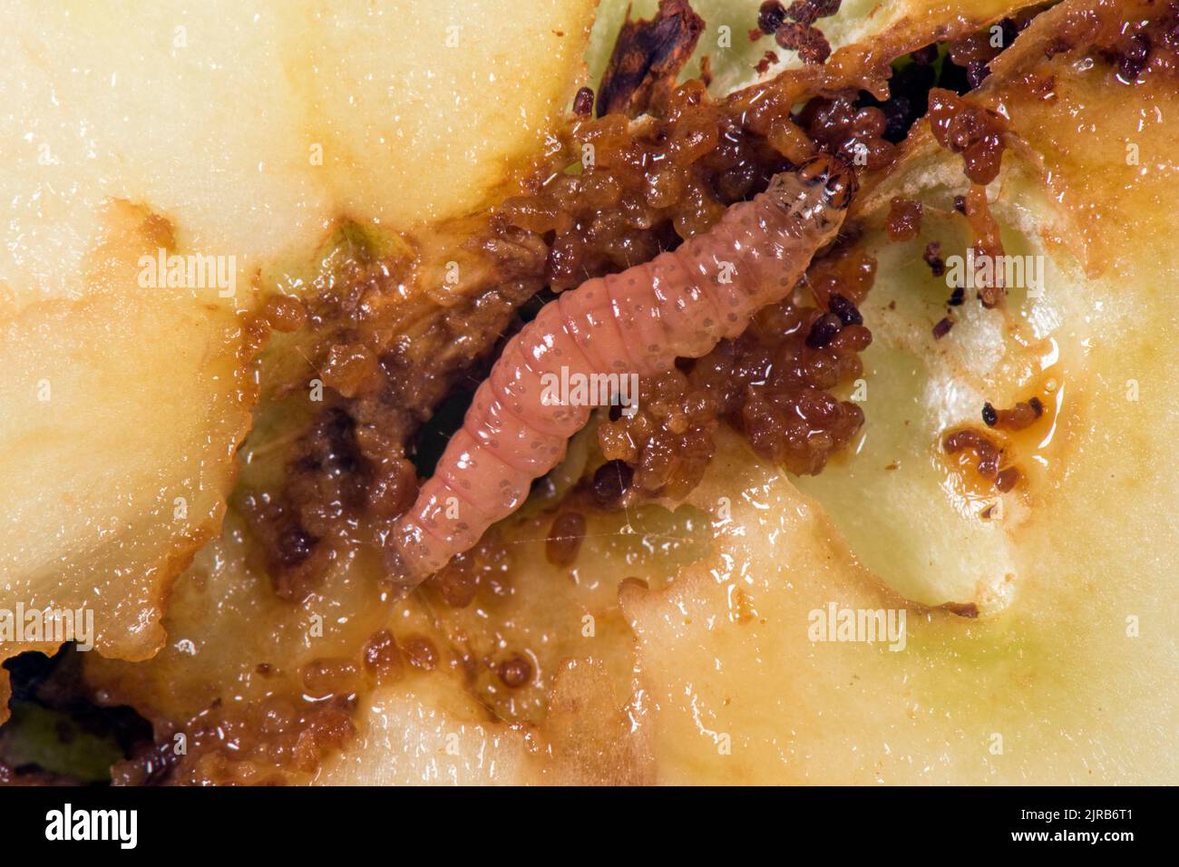 Codling Moth (Cydia pomonella) caterpillar Amone is frass dans une galerie dans une section endommagée de pomme fruit, Berkshire, août Banque D'Images