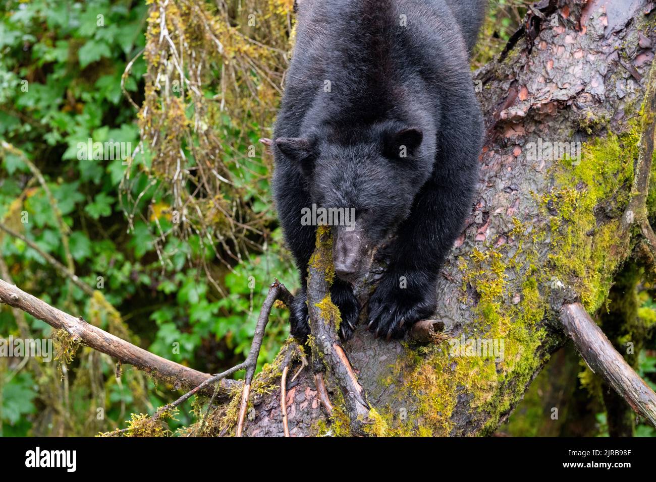 Alaska, forêt nationale de Tongass, ruisseau Anan. Ours noir américain (SAUVAGE : Ursus americanus) dans un habitat forestier sauvage. Banque D'Images