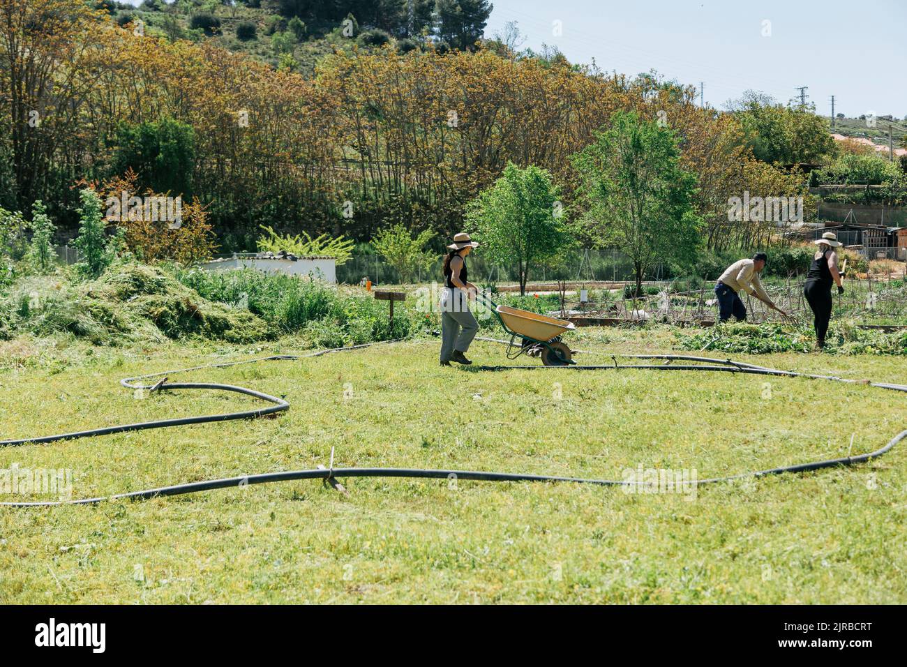 Ouvriers agricoles travaillant sur le terrain par beau temps Banque D'Images