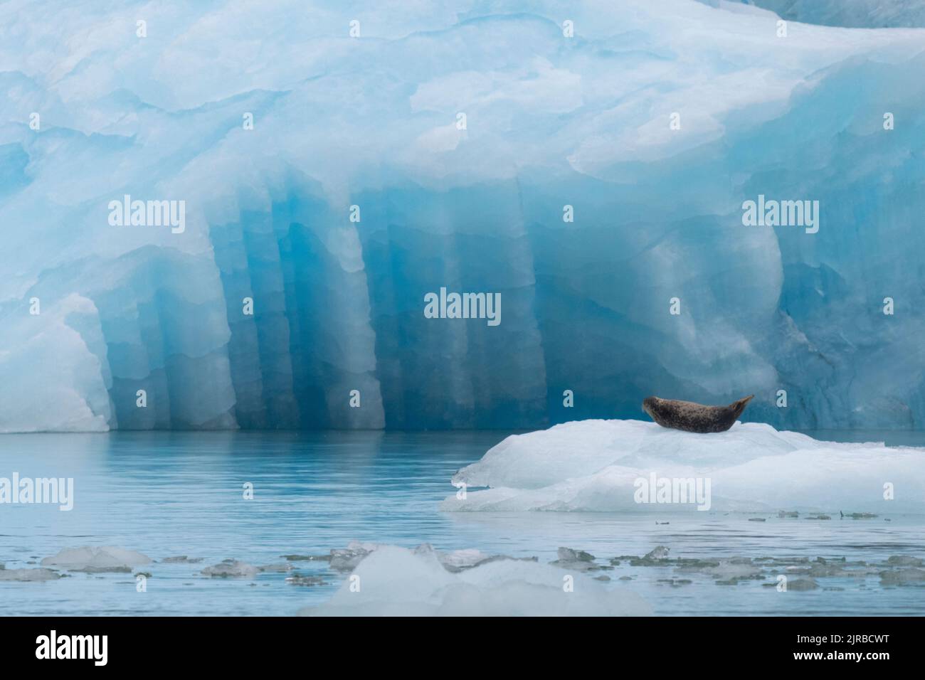 États-Unis, Alaska, région sauvage de Stikine-LaConte, glacier de LaConte. Phoque commun également appelé phoque commun sur l'iceberg (SAUVAGE : Phoca vitulina) Banque D'Images