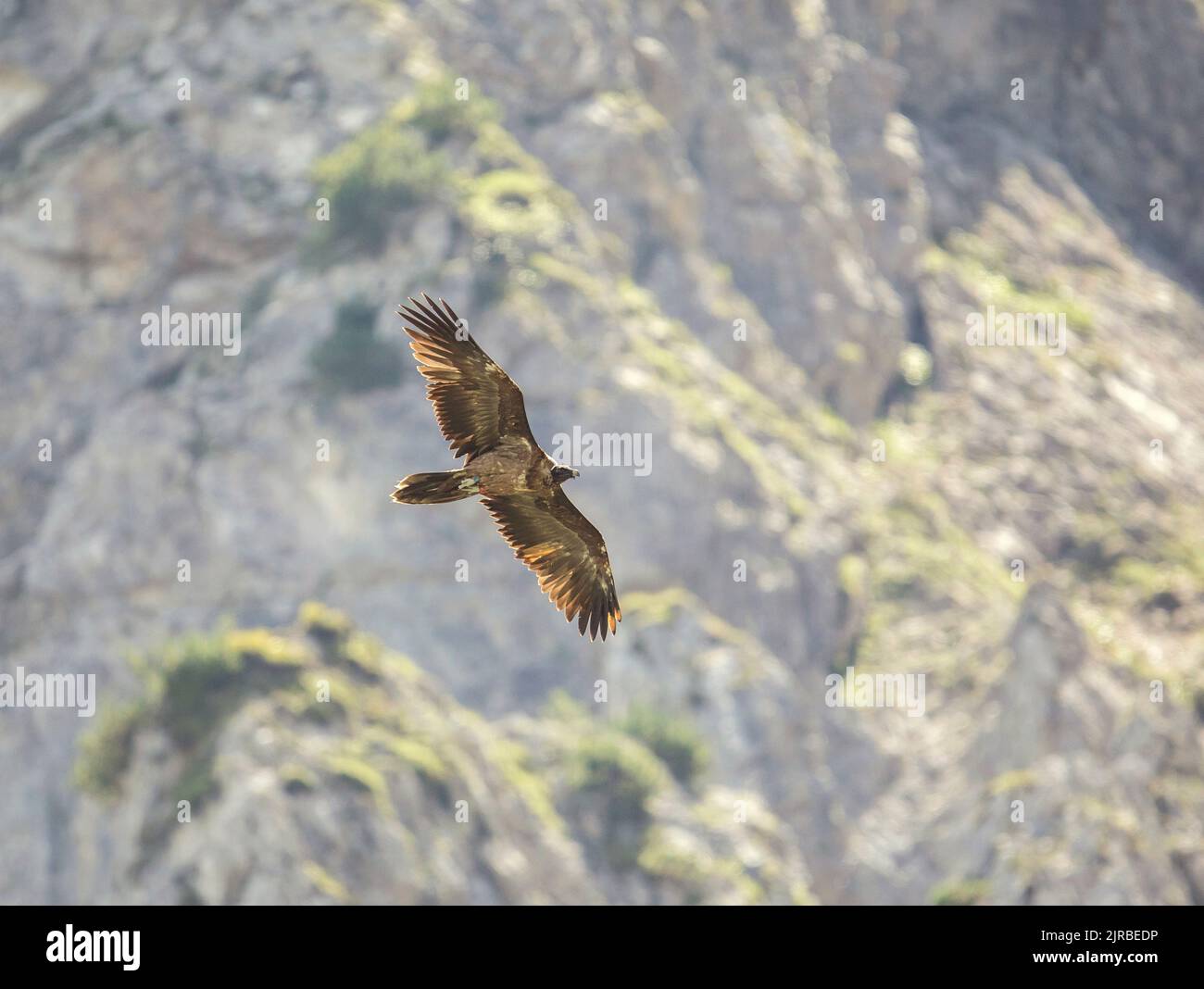 Vautour barbu (Gypaetus barbatus) en vol Banque D'Images