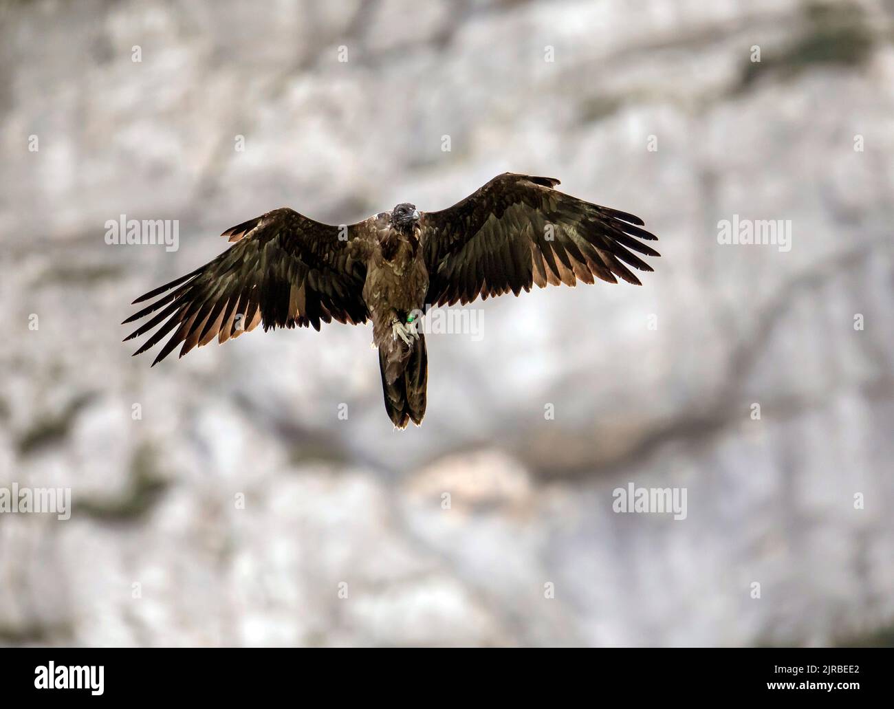 Vautour barbu (Gypaetus barbatus) en vol Banque D'Images