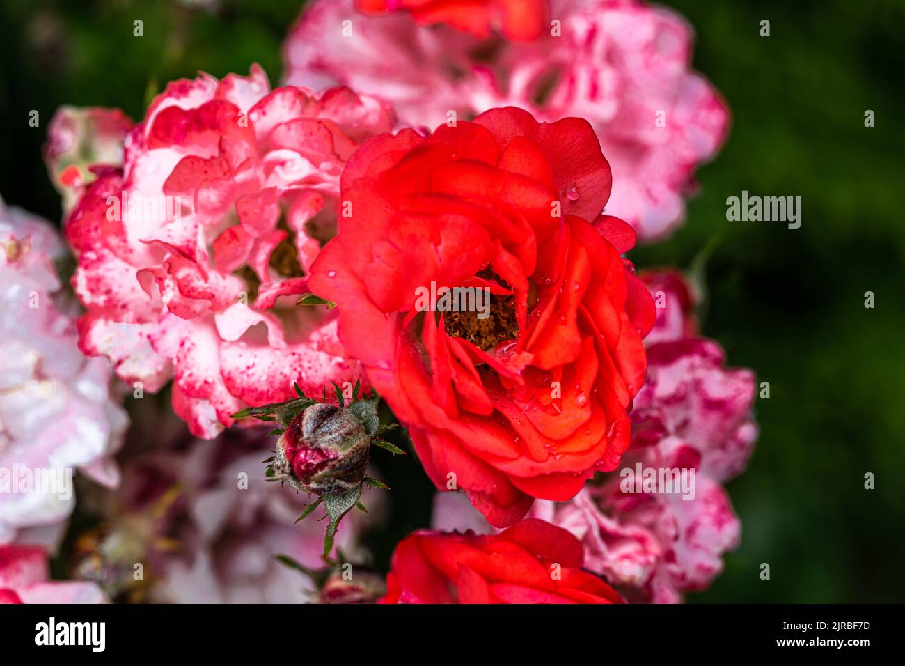 Rose arbuste «framboise Kiss» en fleurs Banque D'Images