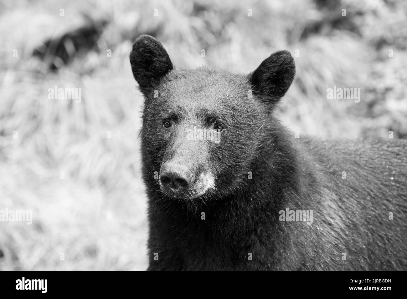 Alaska, forêt nationale de Tongass, ruisseau Anan. Ours noir américain (SAUVAGE : Ursus americanus) B&W. Banque D'Images