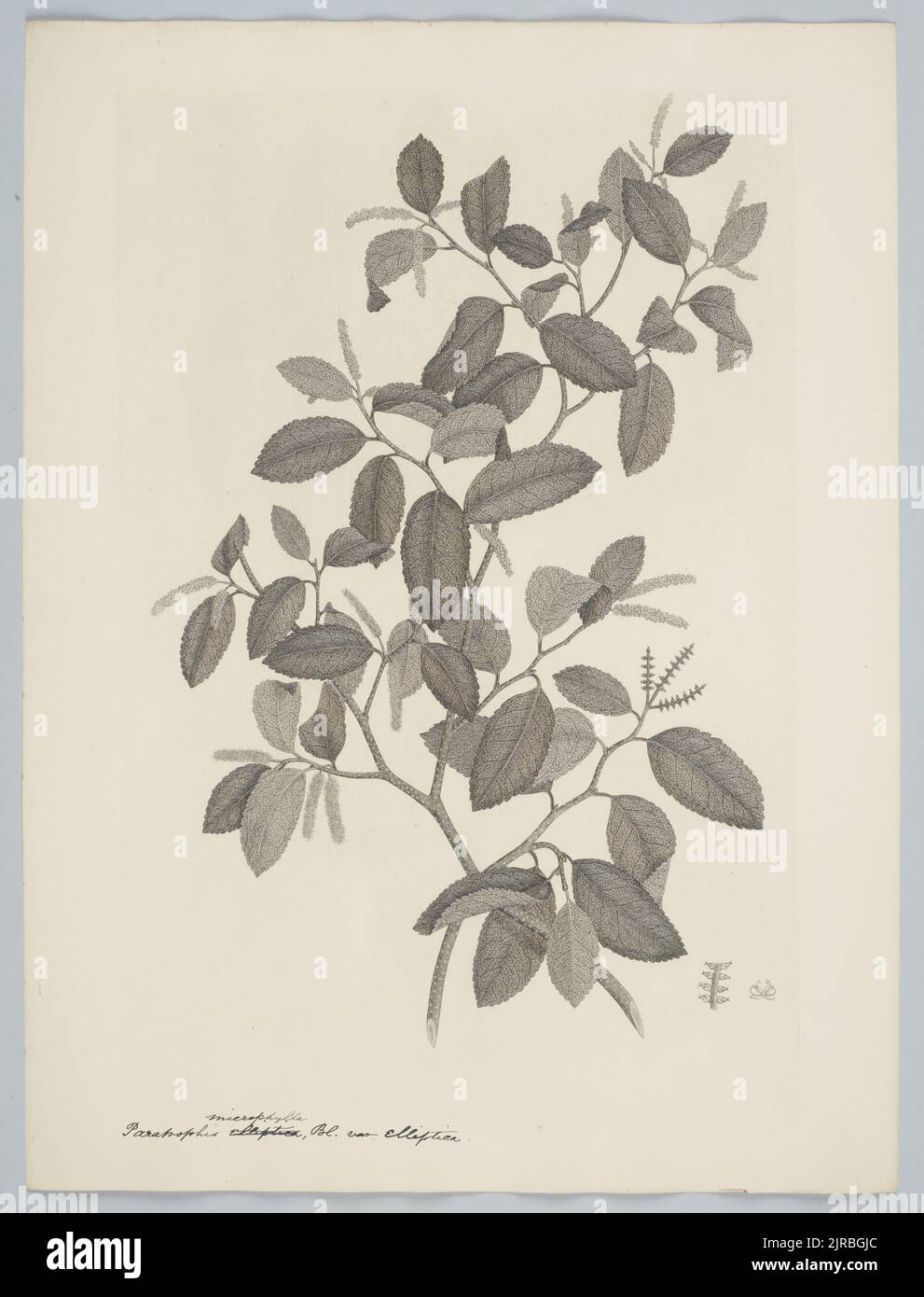 Strellus heterophyllus (Blume) Corner var. Elliptica (Kirk) Corner, 1895, Royaume-Uni, par Sydney Parkinson. Don du British Museum, 1895. Banque D'Images